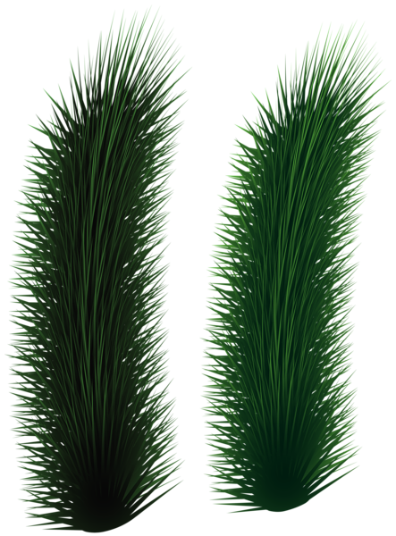 This png image - Pine Tree Branches Clip Art Image, is available for free download