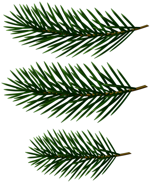 This png image - Pine Tree Branches Decor Clip Art Image, is available for free download