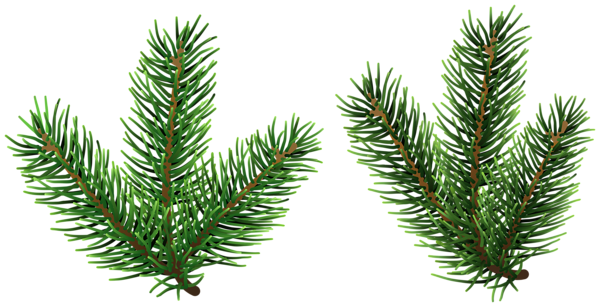 Pine Tree Branches PNG Clip Art | Gallery Yopriceville ...