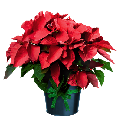 This png image - Poinsettia in Pot, is available for free download