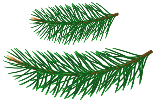 This png image - Realistic Pine Branches Transparent Clipart, is available for free download