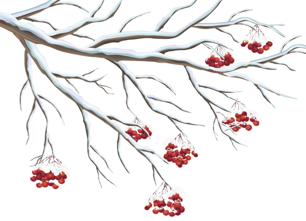 This png image - Snowy Holly Berries PNG Clipart, is available for free download