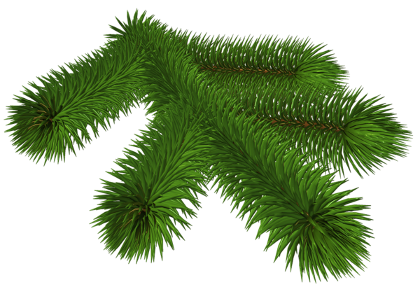 This png image - Transparent Pine Branch 3D Clipart, is available for free download