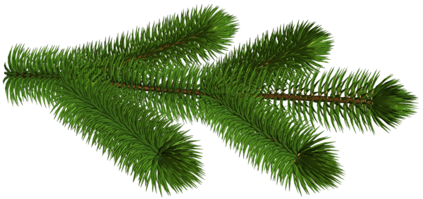 Transparent Pine Branch 3D Clipart Picture | Gallery Yopriceville