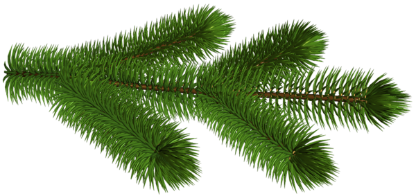 This png image - Transparent Pine Branch 3D Clipart Picture, is available for free download