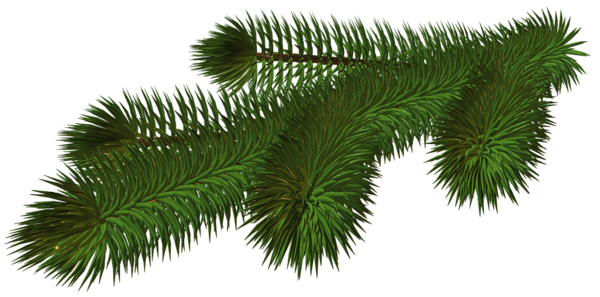 This png image - Transparent Pine Branch 3D PNG Picture, is available for free download