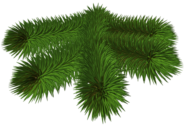 This png image - Transparent Pine Branch 3D Picture, is available for free download
