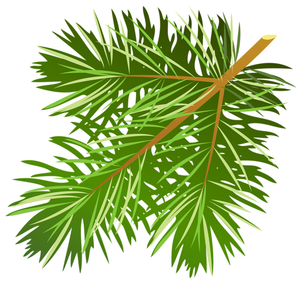 This png image - Transparent Pine Branch PNG Clipart, is available for free download