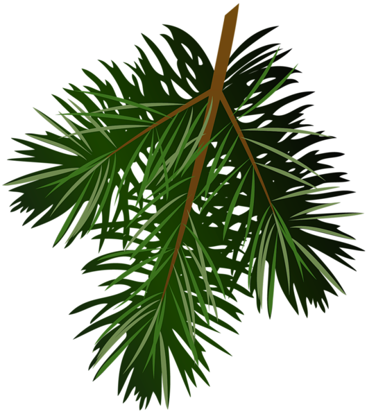 This png image - Transparent Pine Branch PNG Picture, is available for free download