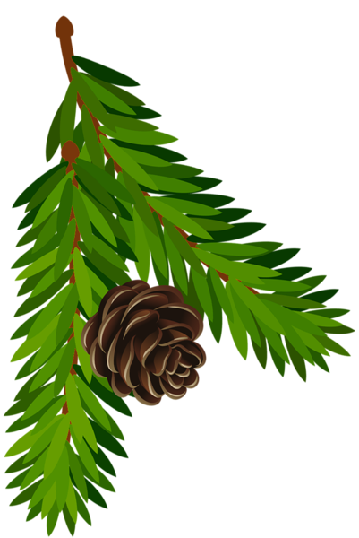 This png image - Transparent Pine Branch with Cone PNG Art, is available for free download