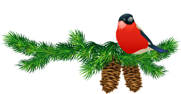 This png image - Transparent Pine Branch with Cones and Bird, is available for free download