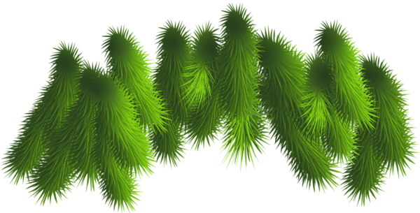 This png image - Transparent Pine Branches PNG Clipart, is available for free download