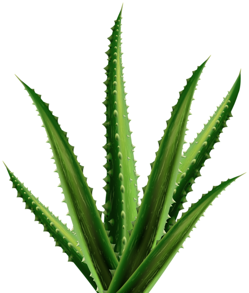 This png image - Aloe PNG Clipart, is available for free download