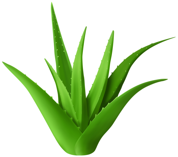 This png image - Aloe Plant Transparent PNG Clipart, is available for free download