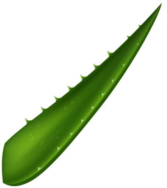 This png image - Aloe Vera Leaf PNG Clipart, is available for free download