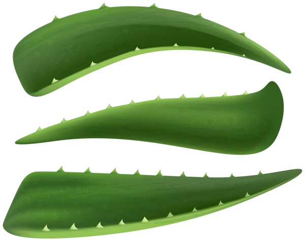 This png image - Aloe Vera Leaves PNG Transparent Clipart, is available for free download