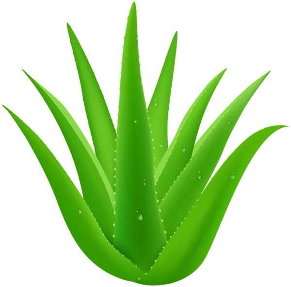 This png image - Aloe Vera PNG Clip Art, is available for free download