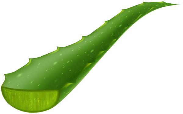 This png image - Aloe Vera Piece Transparent Clip Art Image, is available for free download
