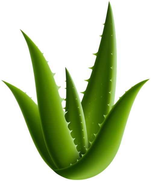 This png image - Aloe Vera Plant PNG Clipart, is available for free download