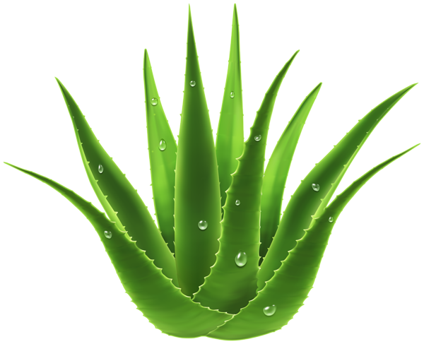 This png image - Aloe Vera Plant Transparent Image, is available for free download