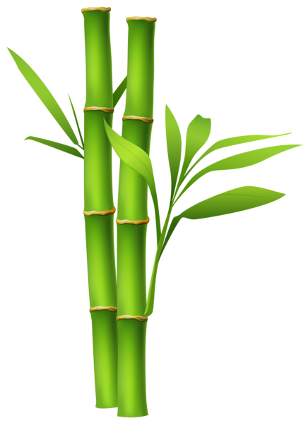 This png image - Bamboo PNG Image, is available for free download
