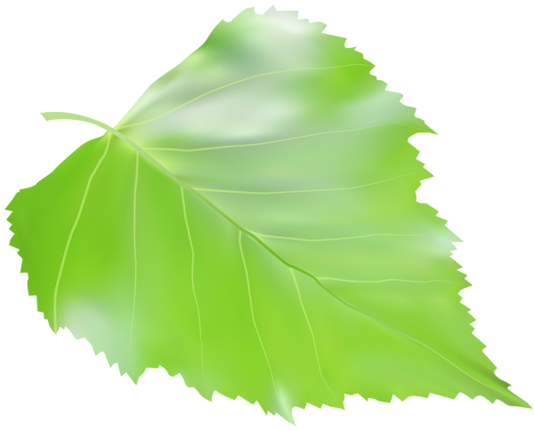 This png image - Birch Leaf Transparent Clip Art Image, is available for free download