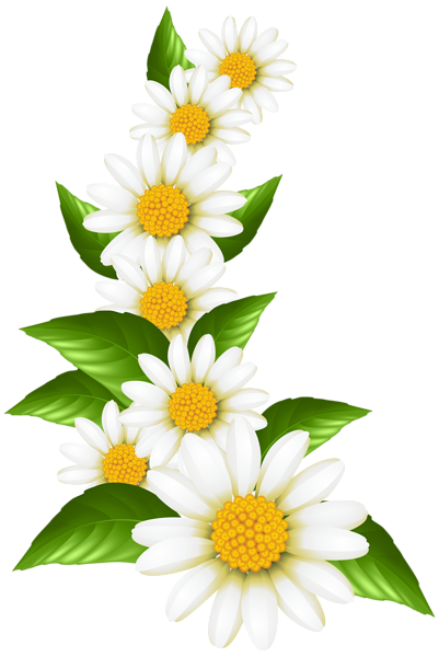 This png image - Daisies Decoration Transparent Clip Art Image, is available for free download