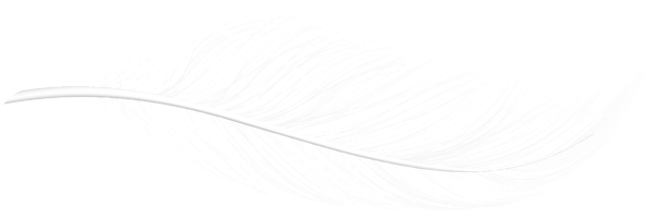 Decorative Feather White PNG Clipart | Gallery Yopriceville - High
