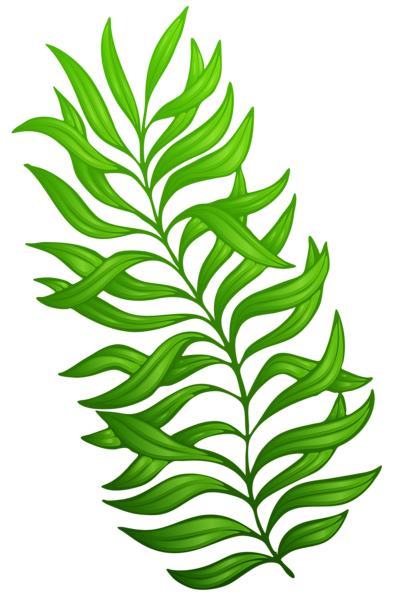 This png image - Exotic Green Plant PNG Clipart Image, is available for free download