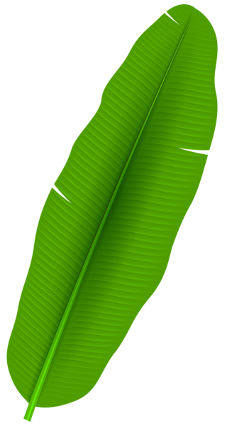 This png image - Exotic Palm Leaf Transparent PNG Clip Art, is available for free download