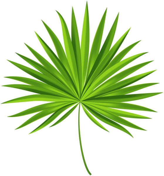 This png image - Exotic Palm Leaf Transparent PNG Clip Art Image, is available for free download