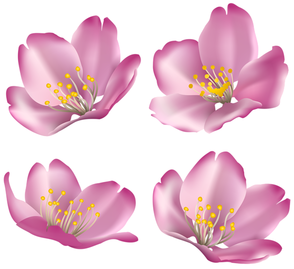 This png image - Flowers for Decoration PNG Clip Art Image, is available for free download