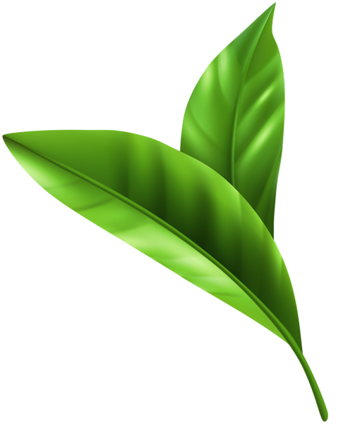 This png image - Fresh Green Leaves PNG Clipart, is available for free download