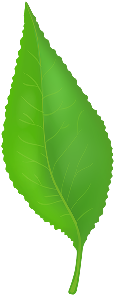 This png image - Fresh Leaf PNG Clipart, is available for free download