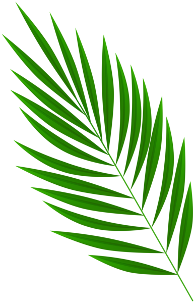 This png image - Fresh Palm Branch PNG Clipart, is available for free download