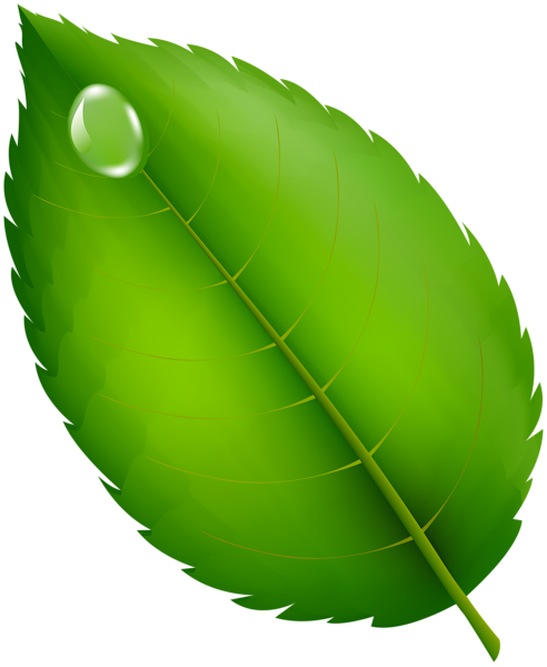 This png image - Green Leaf with Dew Drop PNG Clipart, is available for free download