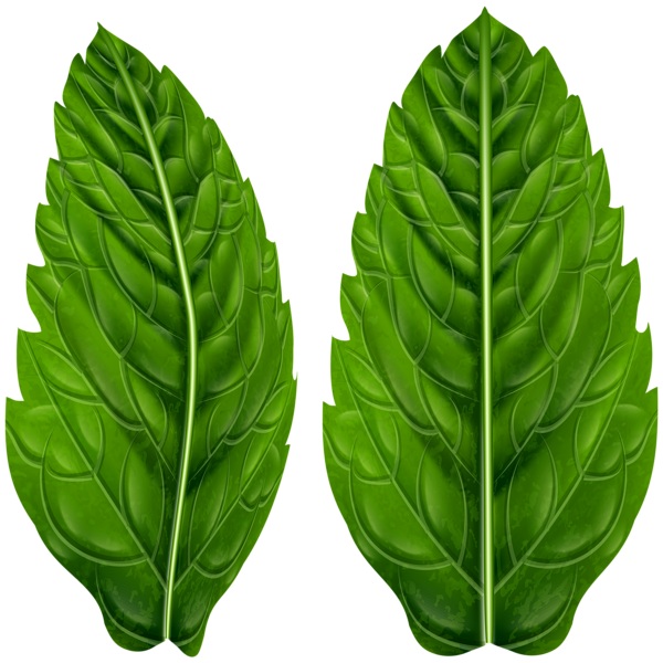 This png image - Green Leaves Clip Art Image, is available for free download