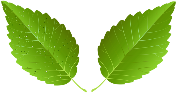 This png image - Green Leaves Decor PNG Clipart, is available for free download