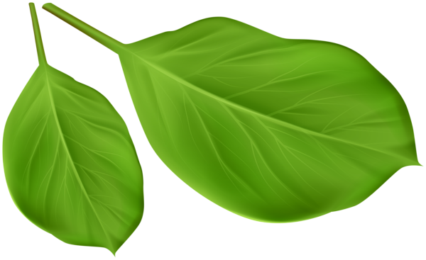 This png image - Green Leaves PNG Clipart, is available for free download