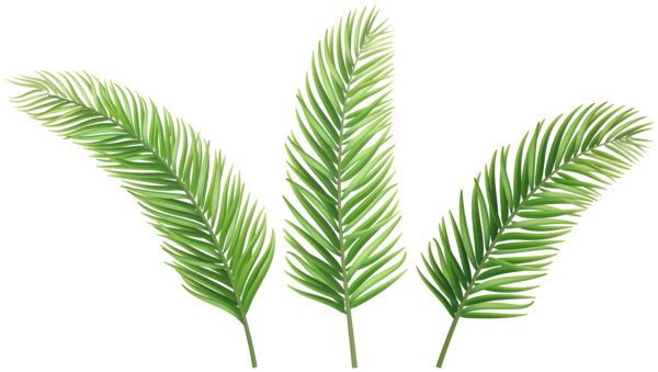 This png image - Green PNG Palm Leaves Clipart, is available for free download