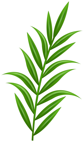 This png image - Green Plant PNG Transparent Clipart, is available for free download
