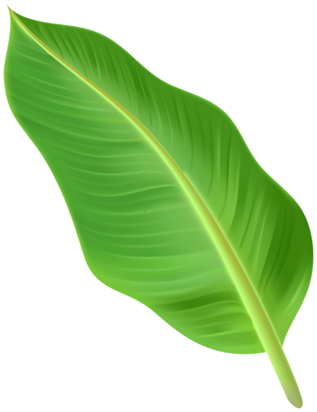 This png image - Large Palm Leaf PNG Clipart, is available for free download