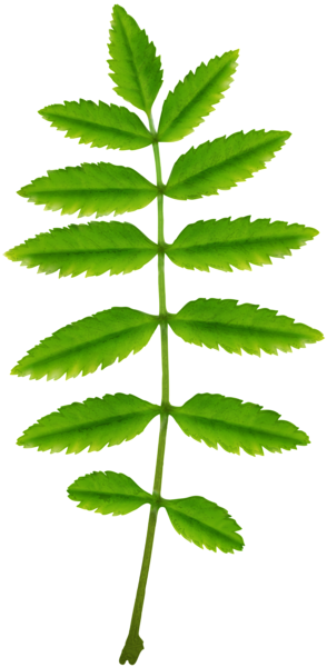 This png image - Leaf Green PNG Clip Art Image, is available for free download