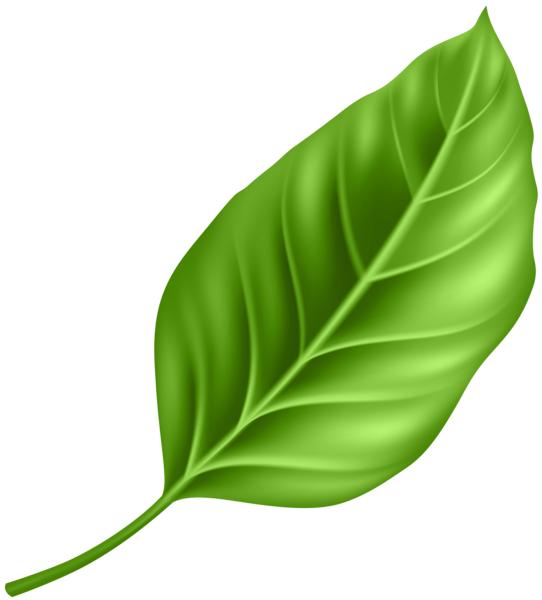 This png image - Leaf PNG Clipart, is available for free download