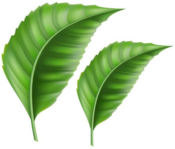 This png image - Leaves PNG Clipart, is available for free download