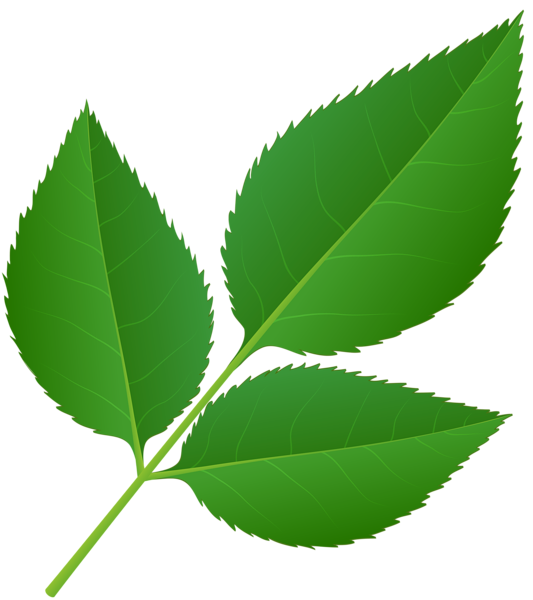 This png image - Leaves of Rose Stem Transparent PNG Clip Art Image, is available for free download