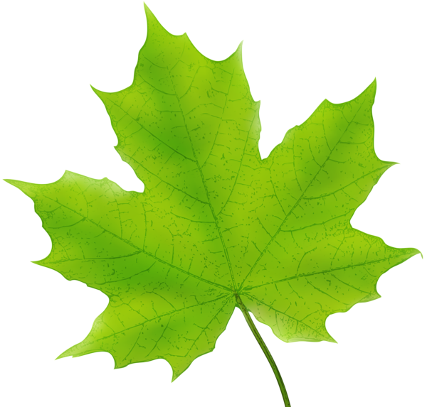 Maple Leaf Green PNG Clip Art Image | Gallery Yopriceville ...