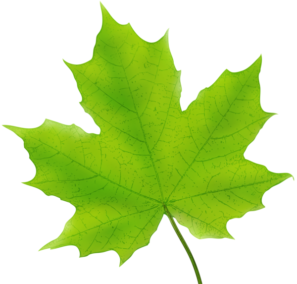 This png image - Maple Leaf Green PNG Clip Art Image, is available for free download