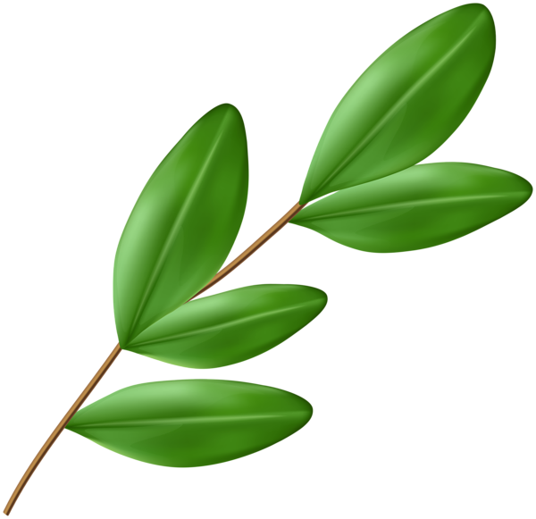 This png image - Olive Branch PNG Clipart, is available for free download