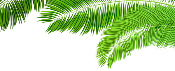 This png image - Palm Branches Decoration PNG Clip Art Image, is available for free download